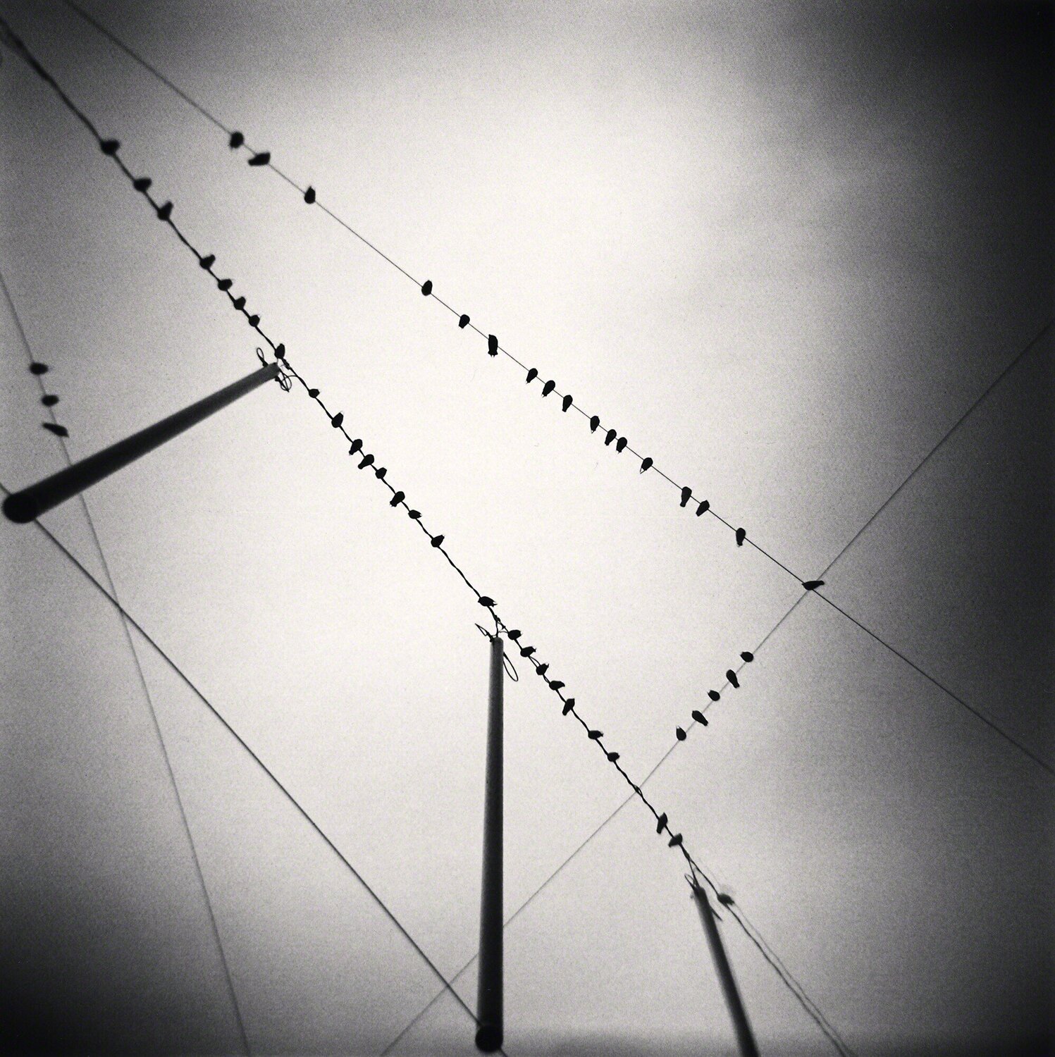 Fifty Two Birds, Zurich, Switzerland. 2008 Michael Kenna Fotografie zu verkaufen