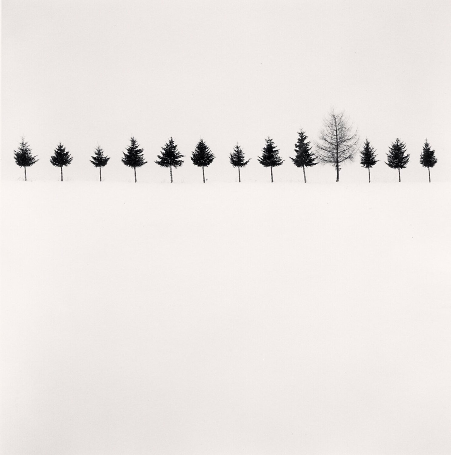 Line of Trees, Biei, Hokkaido, Japan Michael Kenna Fotografie zu verkaufen
