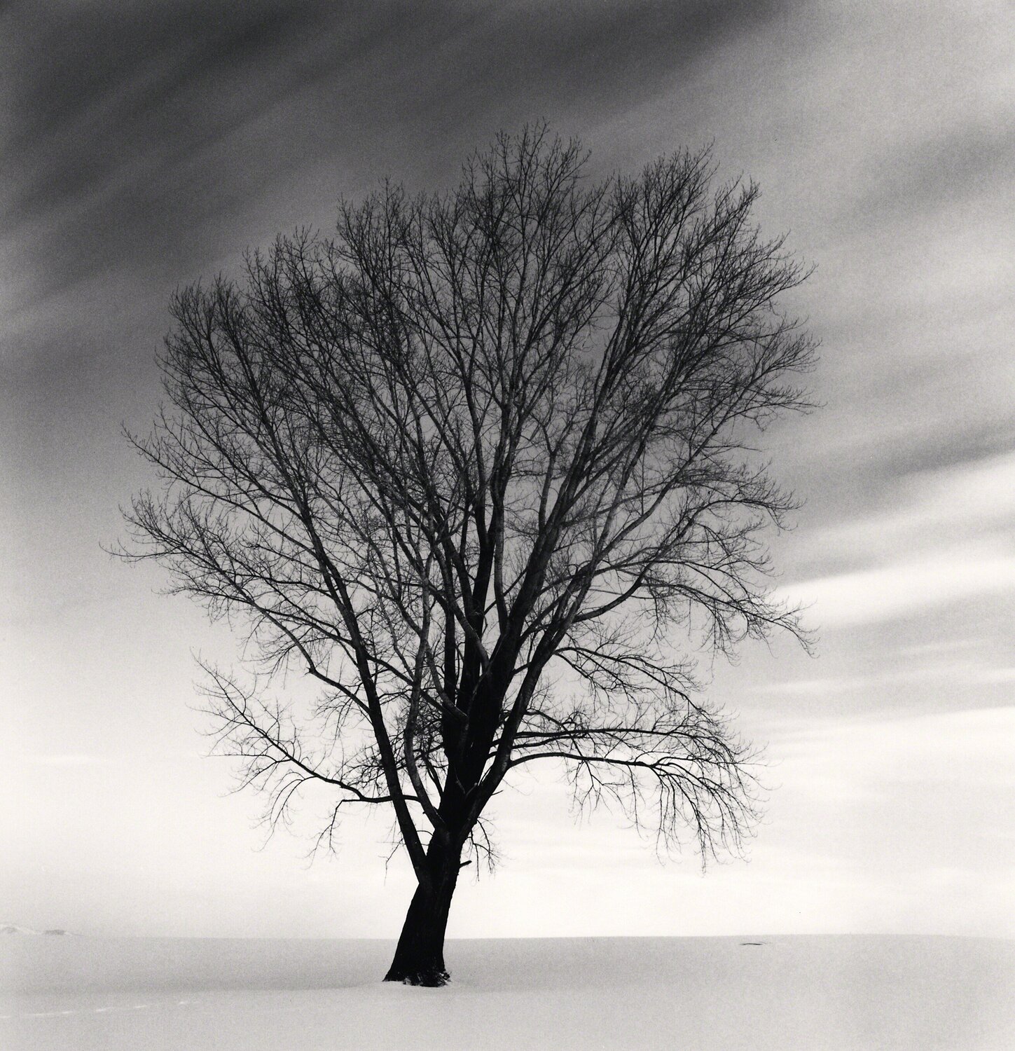 Philosopher's Tree, Study 2, Biei, Hokkaido, Japan Michael Kenna