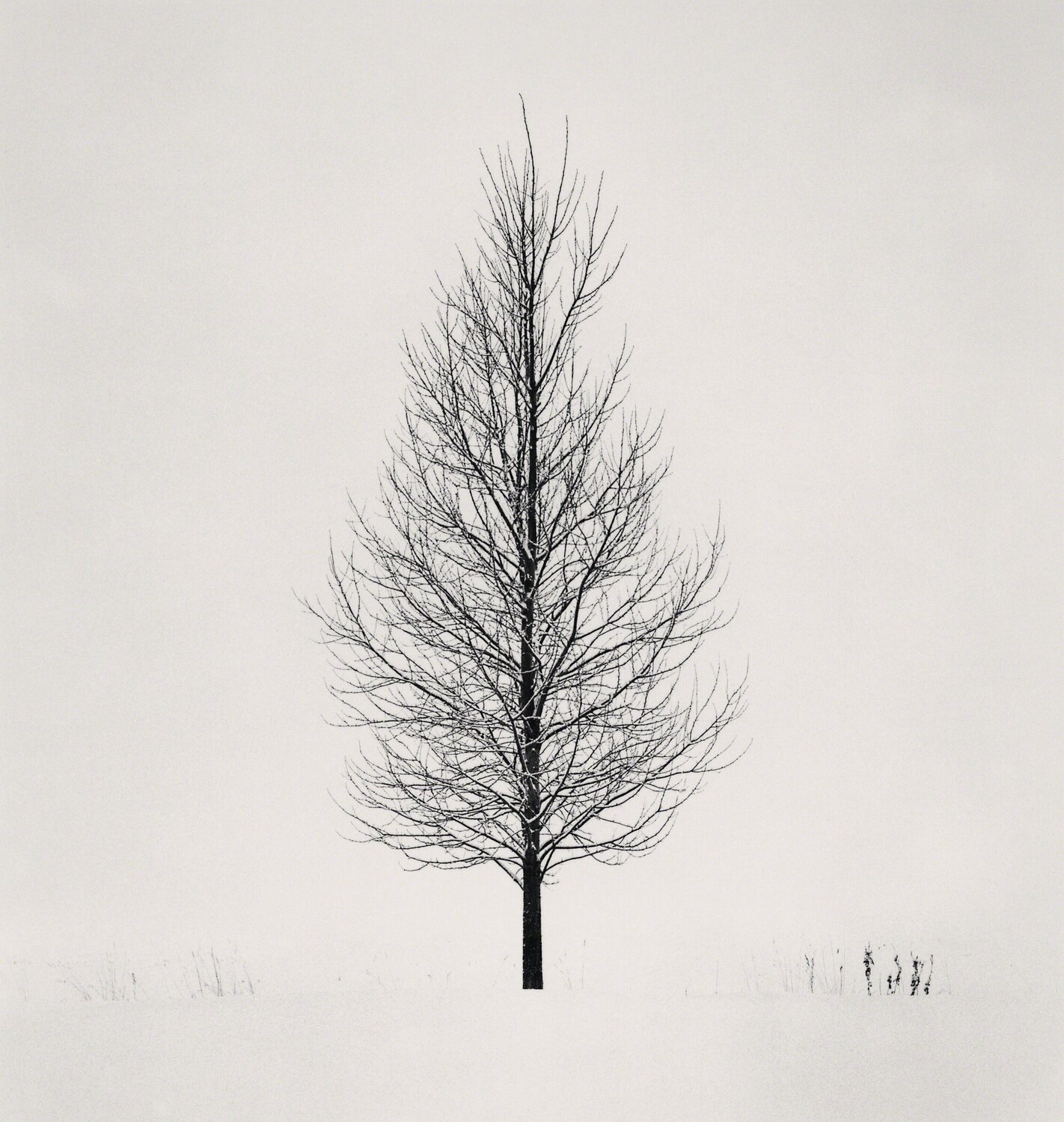 Tree Portrait, Study 5, Wakoto, Hokkaido, Japan Michael Kenna Fotografie zu verkaufen