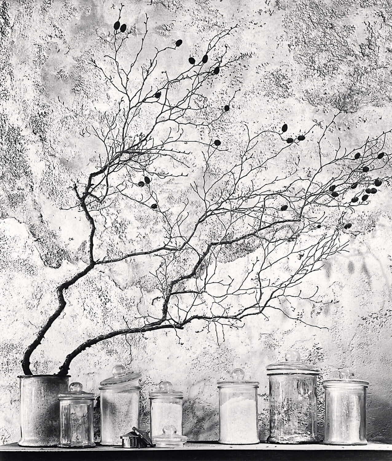 Branch and Berries, Tokyo, Honshu Japan Michael Kenna Fotografie zu verkaufen
