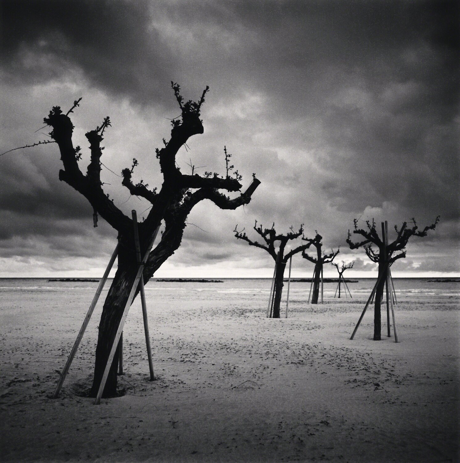 Five Trees, Pescara, Abruzzo, Italy Michael Kenna