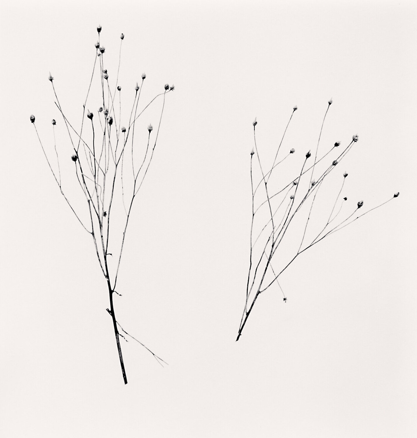 Two Winter Stalks, Biei, Hokkaido Michael Kenna