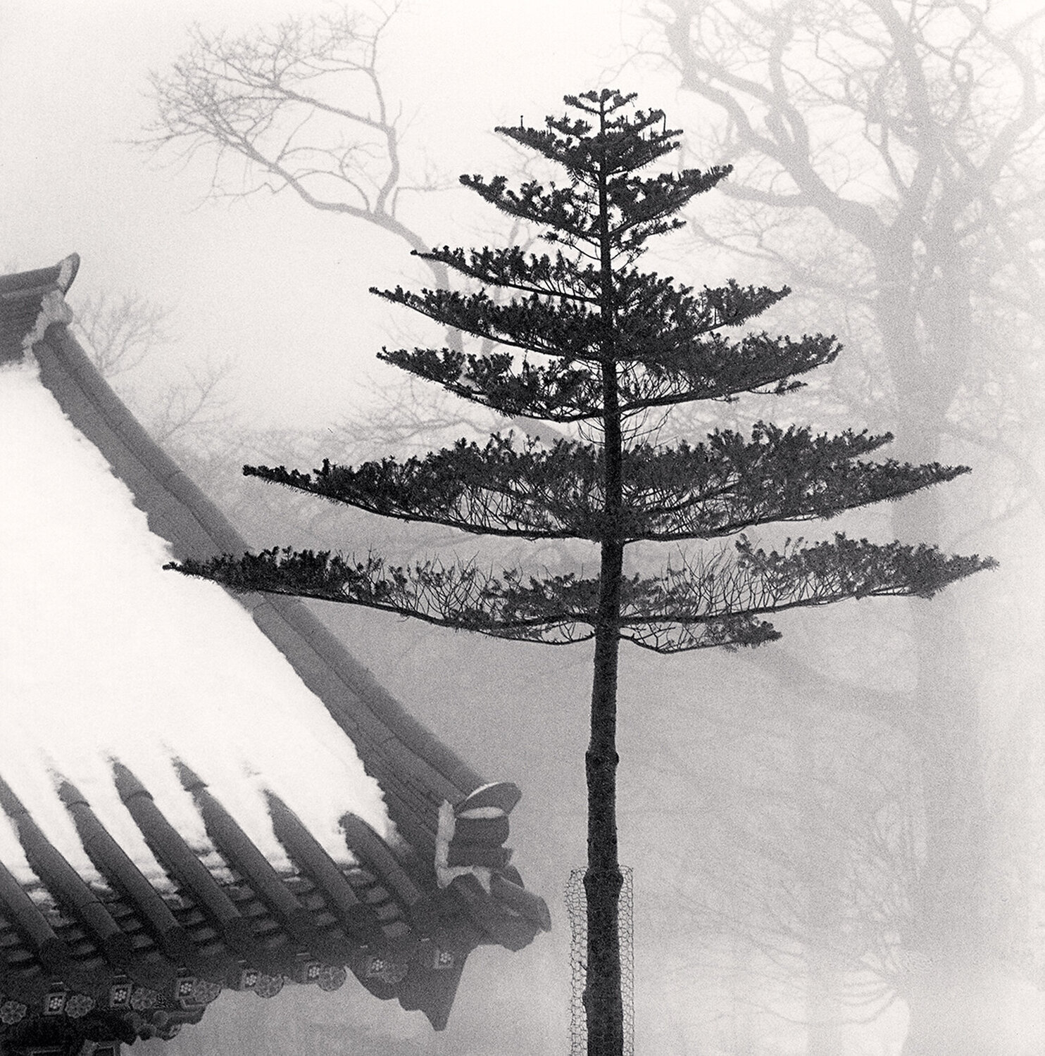 Temple Tree, Jonjaamji, Jeju Island, South Korea Michael Kenna Fotografie zu verkaufen