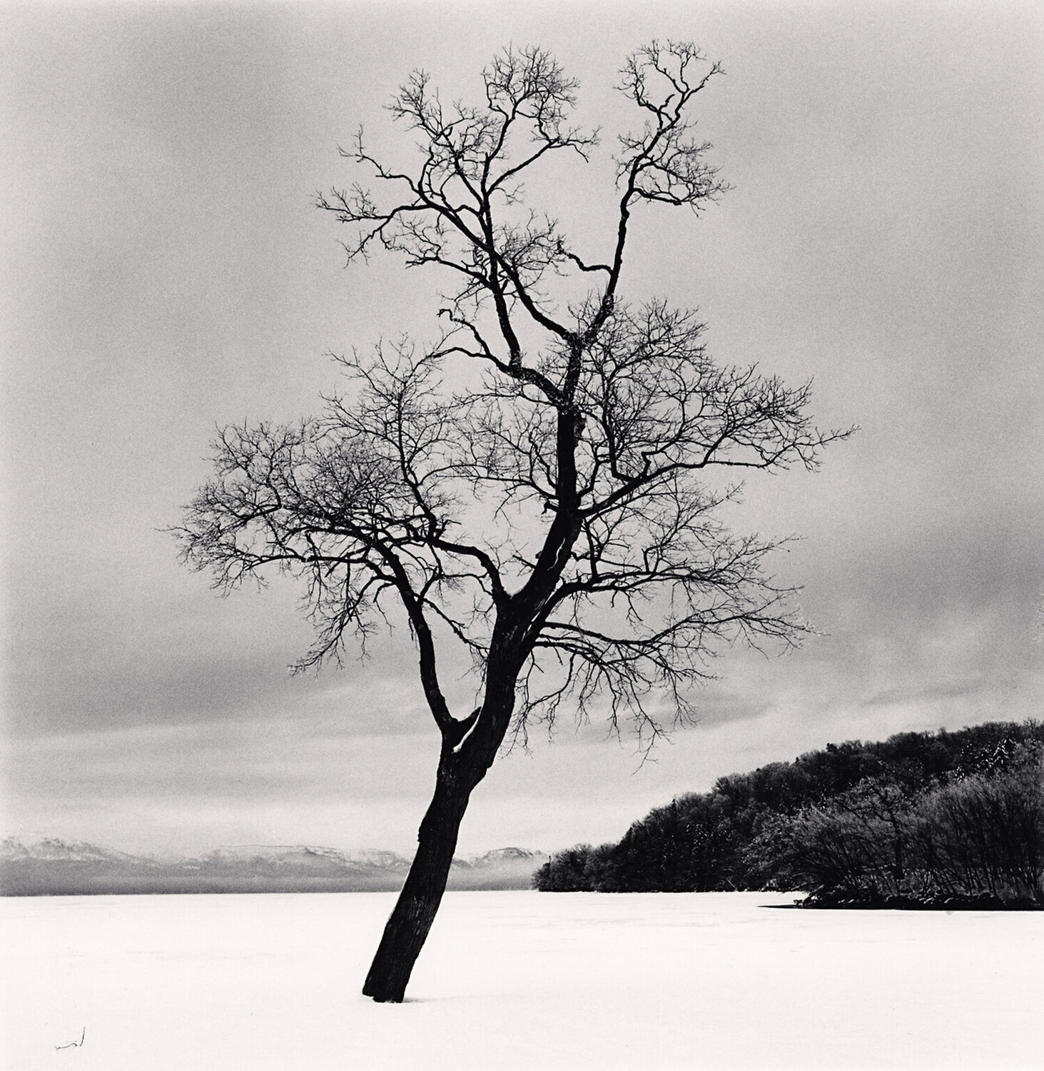 Amemasu Tree, Hokkaido, Japan Michael Kenna