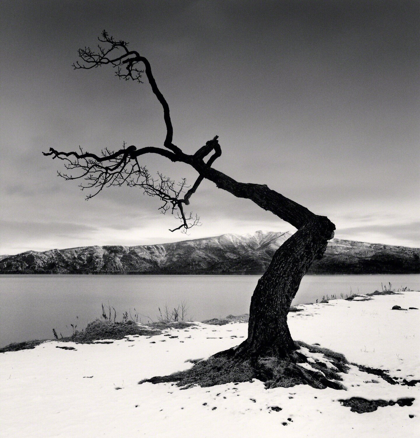 Kussharo Lake Tree, Study 12, Kotan, Hokkaido, Japan Michael Kenna Fotografia in vendita