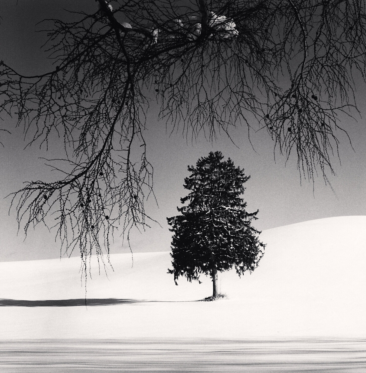 Norway Spruce Tree, Hokkaido, Japan Michael Kenna