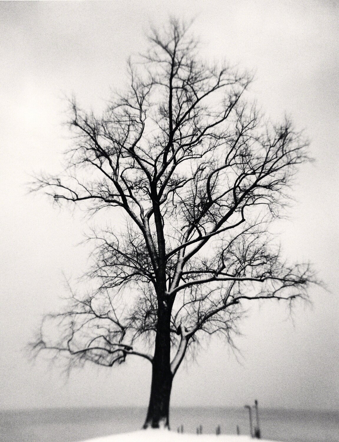 Seefeldquai Tree, Study 1, Zurich, Switzerland Michael Kenna