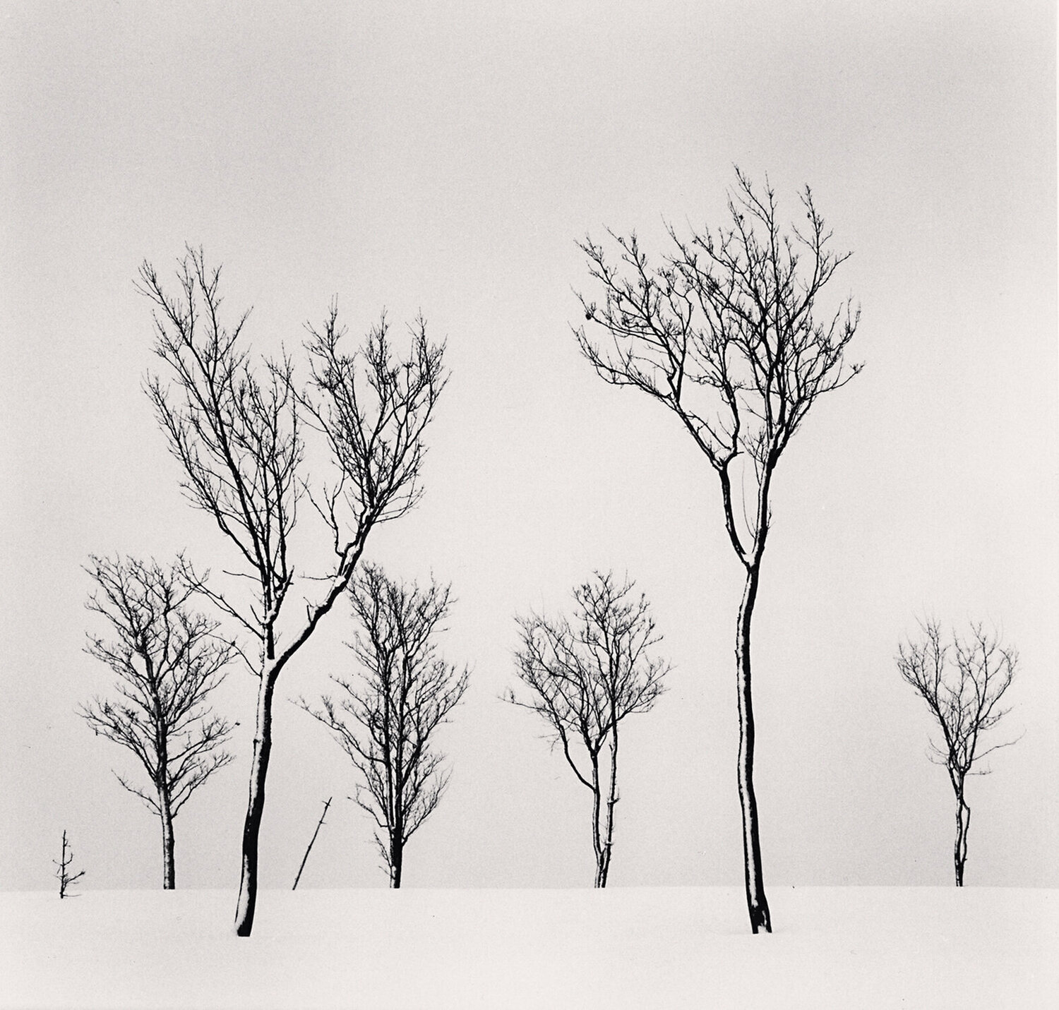Birch Hill Trees, Hokkaido, Japan Michael Kenna