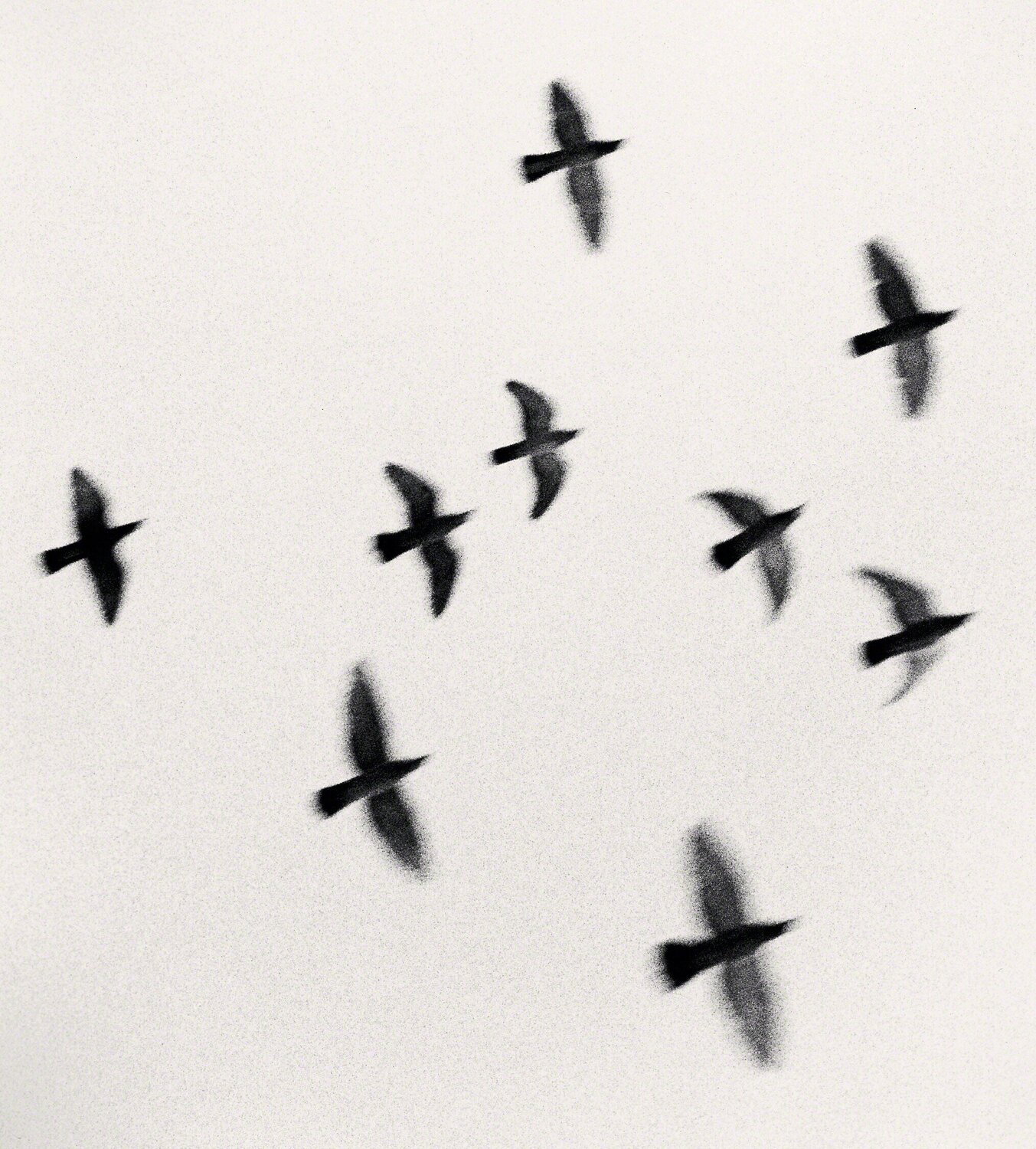 Nine Birds, Izumo Taisha, Honshu, Japan Michael Kenna Fotografie zu verkaufen