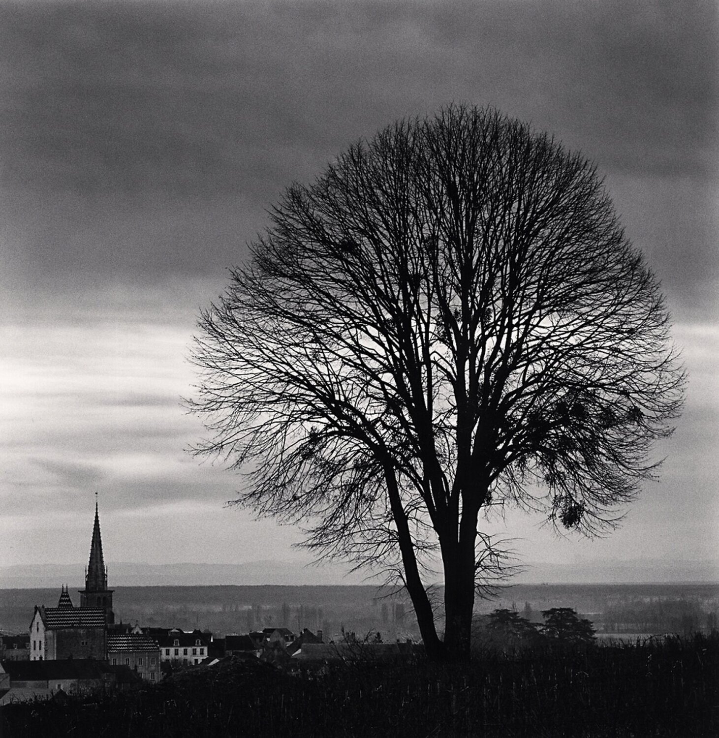 Olivia's Tree, Study 1, Meursault, Bourgogne, France Michael Kenna Fotografia in vendita
