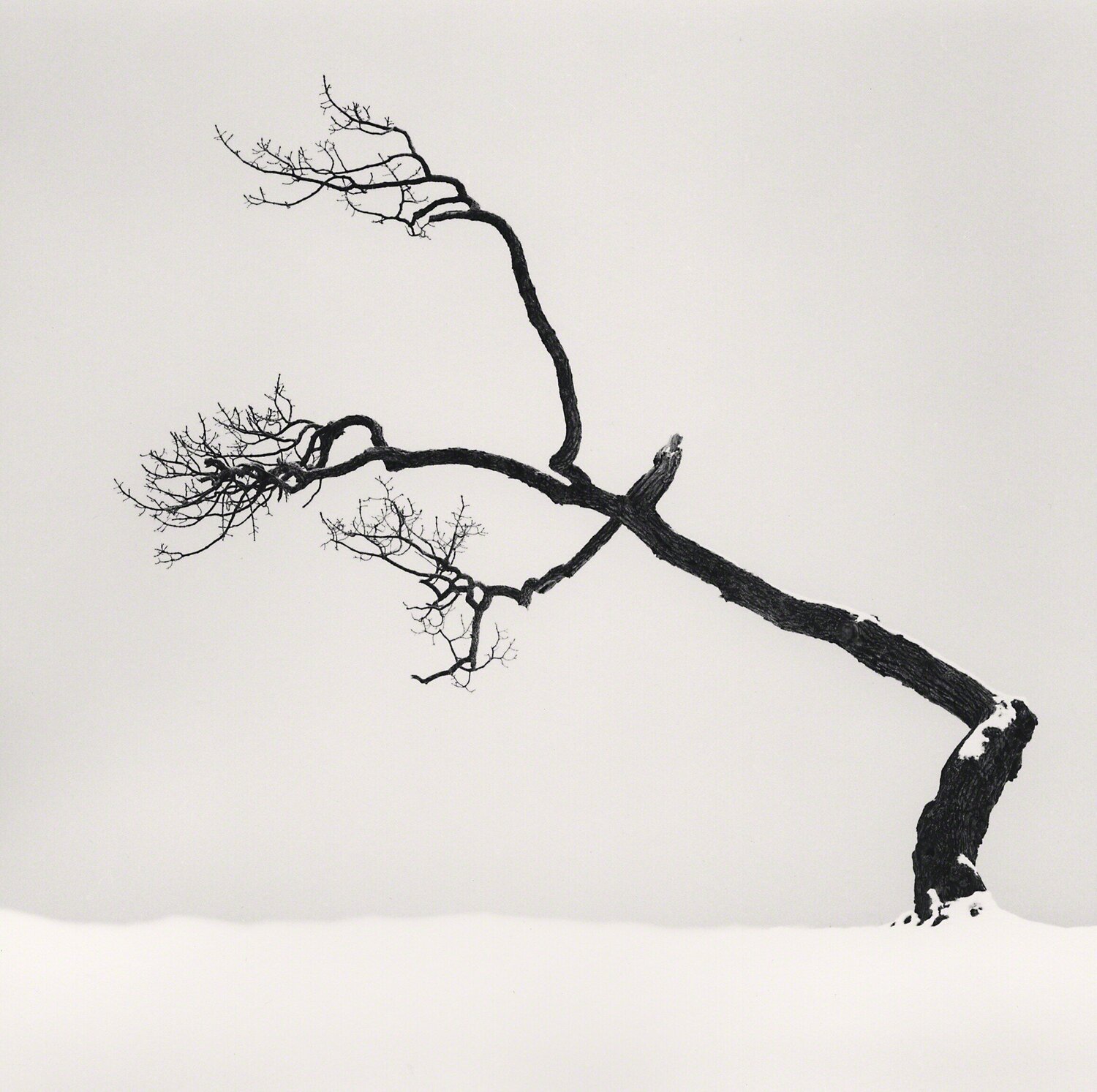 Kussharo Lake Tree, Study 6, Kotan, Hokkaido, Japan Michael Kenna Fotografia in vendita