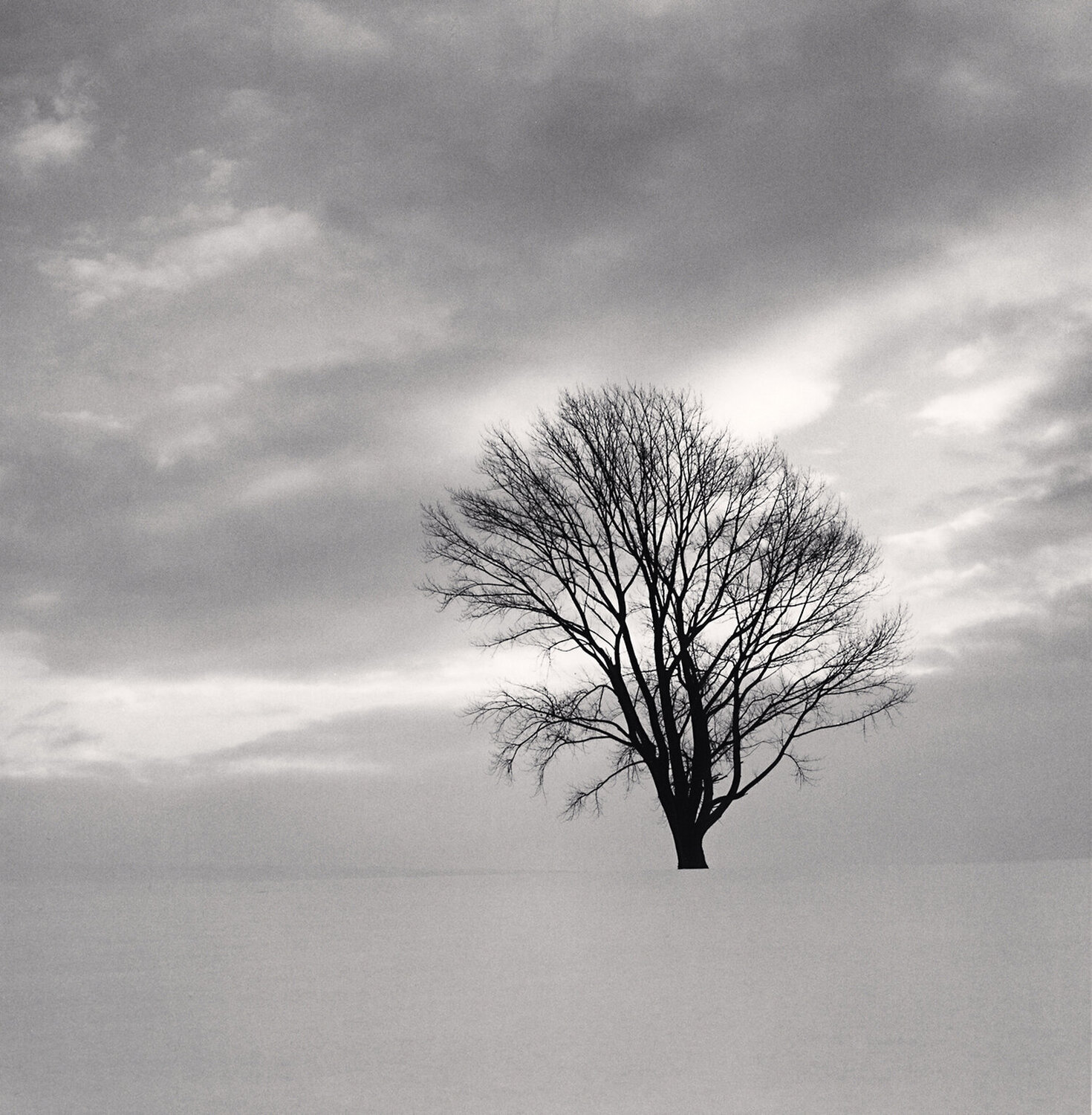 Philosopher’s Tree, Study 6, Biei, Hokkaido, Japan Michael Kenna