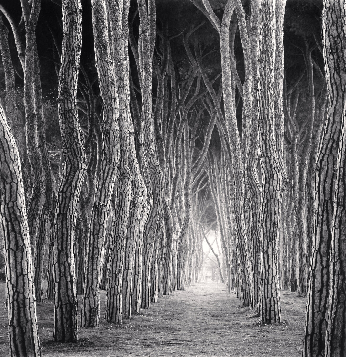 Stone Pine Tunnel, Pineto, Abruzzo, Italy Michael Kenna