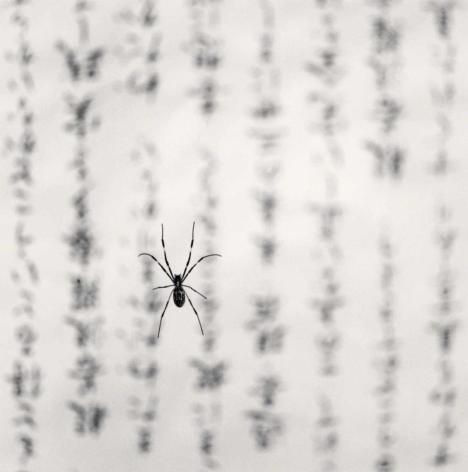 Spider & Sacred Text, Study 1, Gokuraku Temple, Shikoku, Japan Michael Kenna Fotografia in vendita