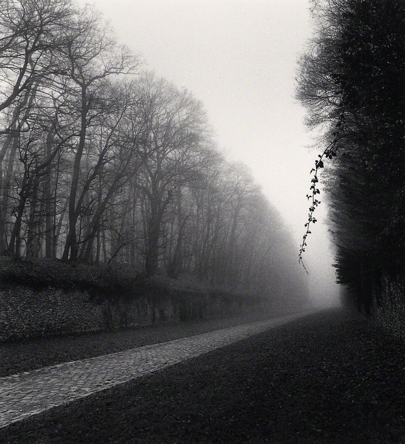 Suspended Vine, Marly, France Michael Kenna