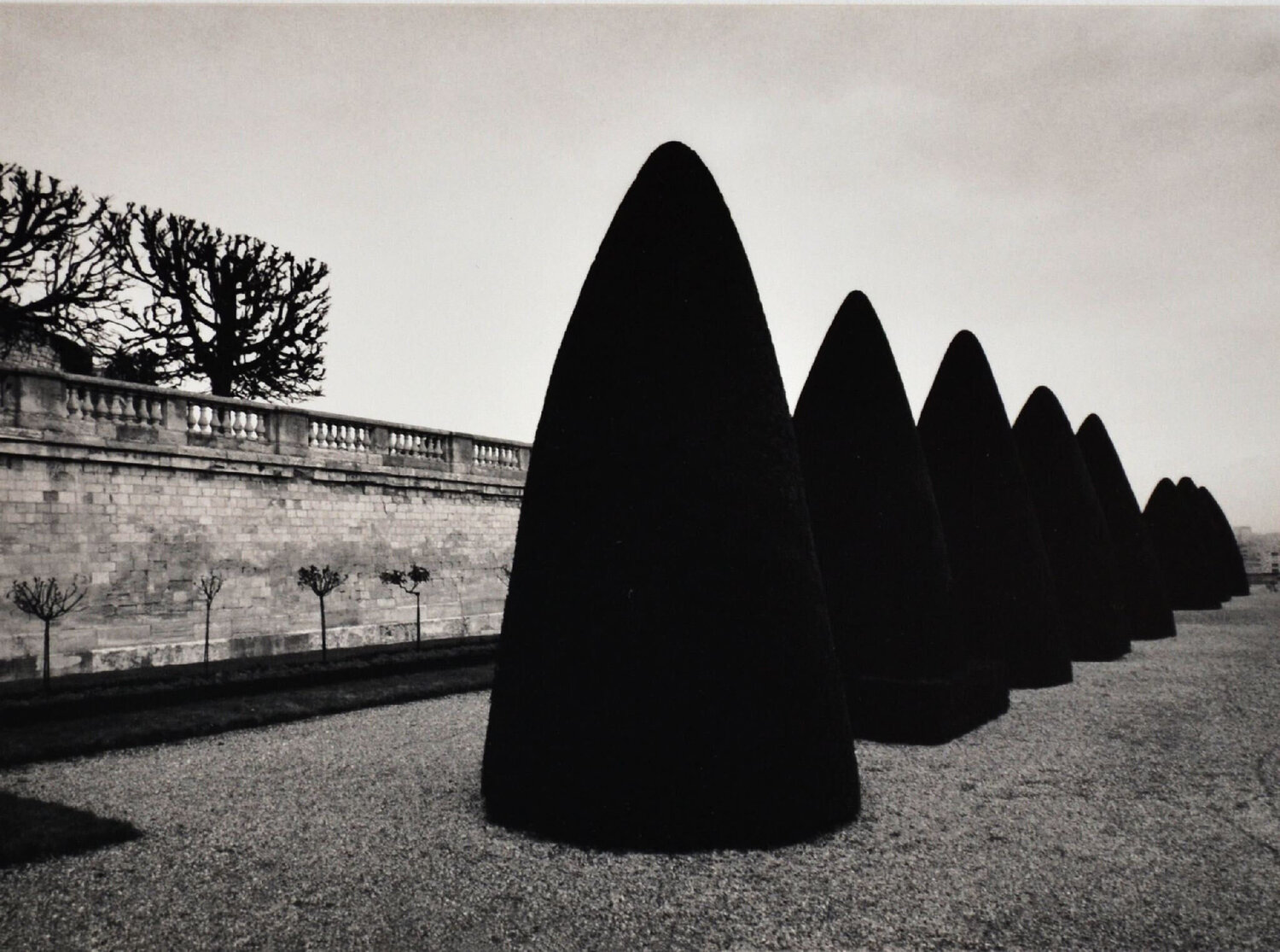Atgets Bushes, Study 2, Parc St. Cloud, Paris Michael Kenna