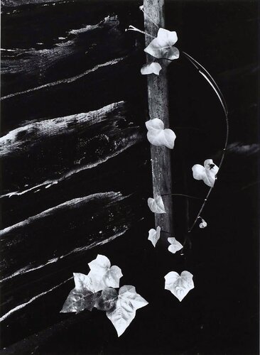 Ivy, Portland, Oregon by Minor White, Photography for Sale on Singulart