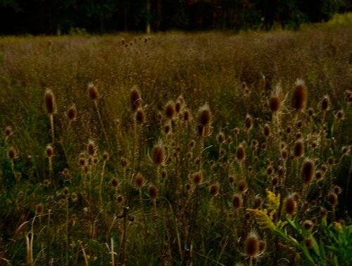 Wild Flowers by Nan Goldin, Photography for Sale on Singulart