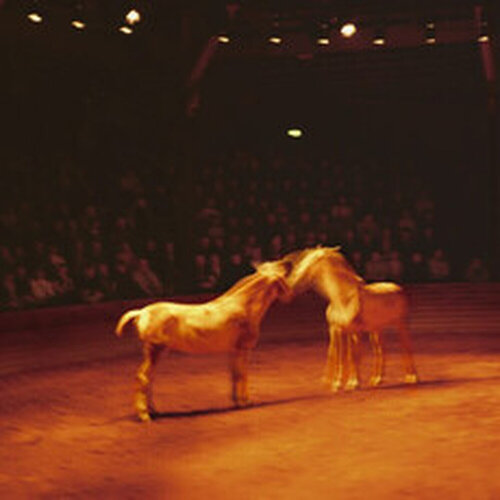 Triptyk, Zingaro Equestrian Theater de Nan Goldin, Fotografía a la venta en Singulart