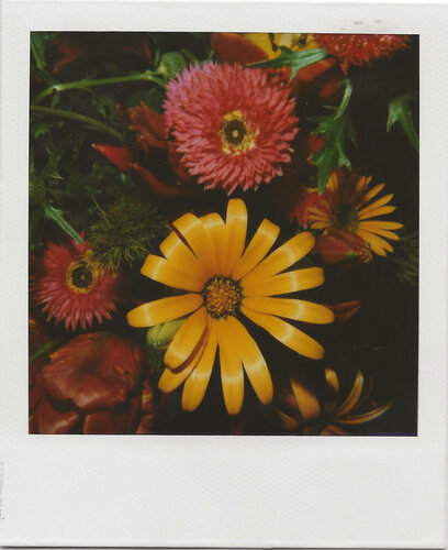 Polaroid de Nobuyoshi Araki, Fotografía a la venta en Singulart