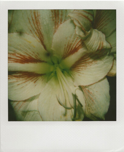 Polaroid de Nobuyoshi Araki, Fotografía a la venta en Singulart
