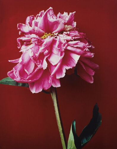 Untitled (Pink Flower) van Nobuyoshi Araki, Fotografie te koop op Singulart