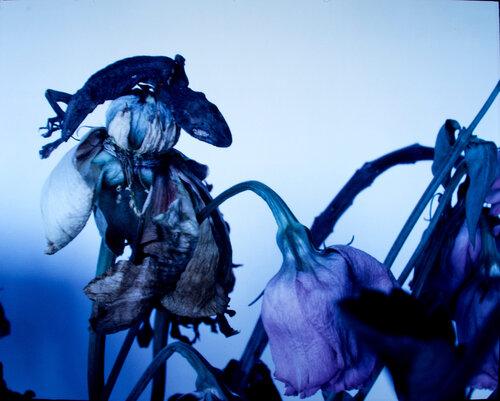 Untitled, from the series »Flowers and Jamorinsky« van Nobuyoshi Araki, Fotografie te koop op Singulart