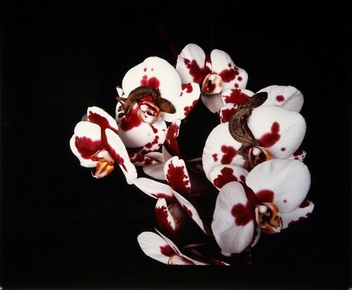 Untitled, from the series »Flowers & Jamorinsky« di Nobuyoshi Araki, Fotografia in vendita su Singulart
