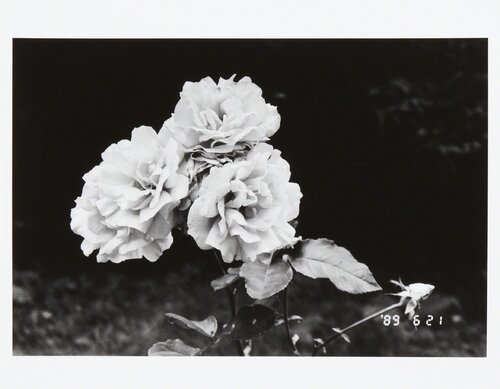 The First Year of Heisei van Nobuyoshi Araki, Fotografie te koop op Singulart