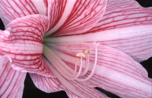 Flower Rondeau #070 van Nobuyoshi Araki, Fotografie te koop op Singulart