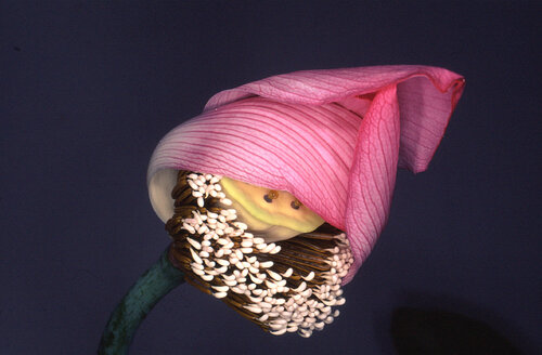 Flower Rondeau #087 di Nobuyoshi Araki, Fotografia in vendita su Singulart