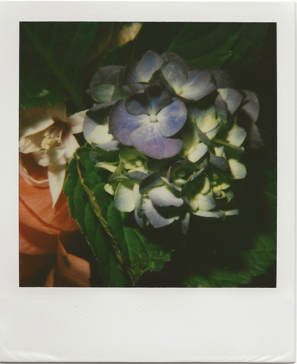 Polaroid Nobuyoshi Araki