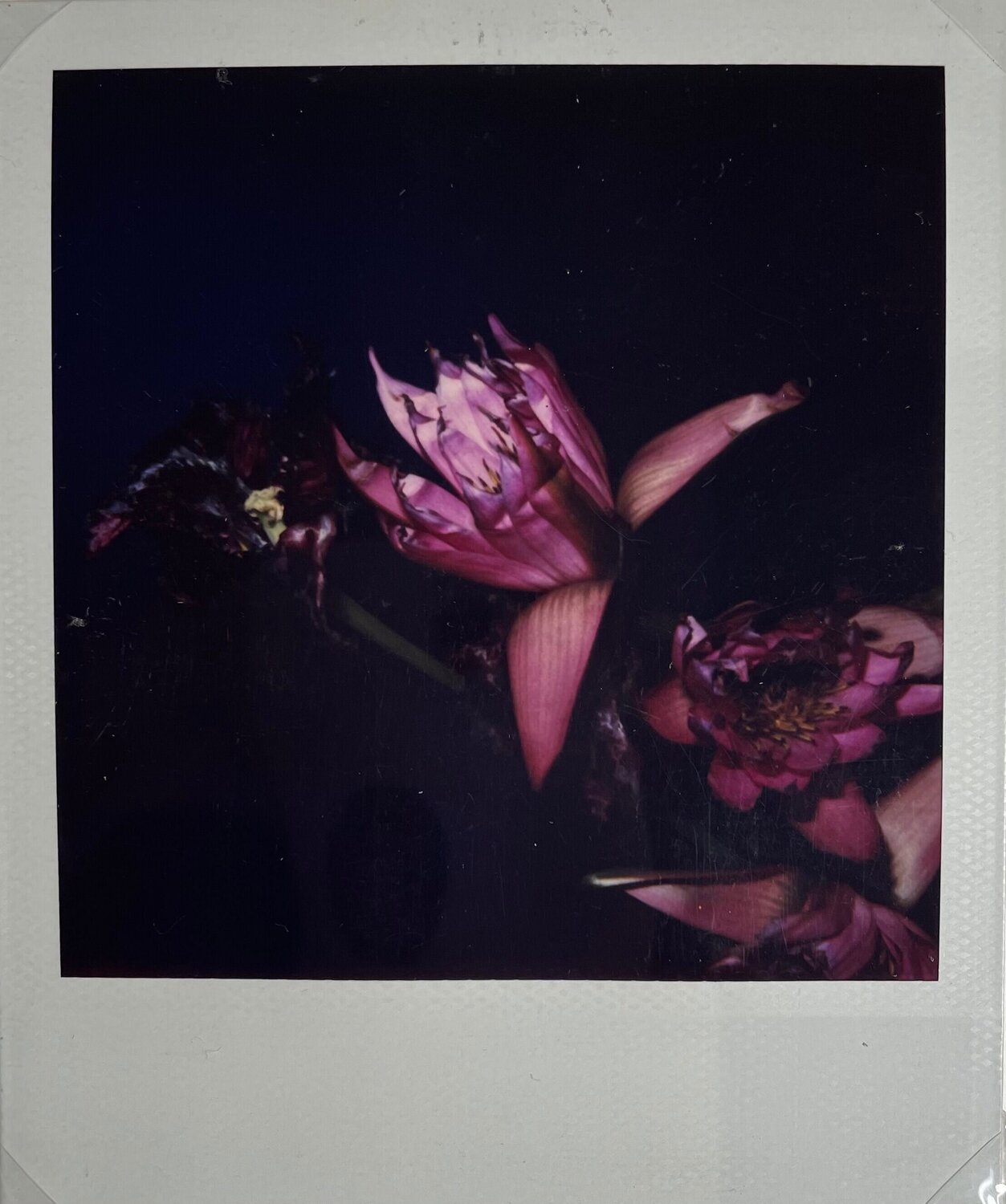 polaroid Nobuyoshi Araki