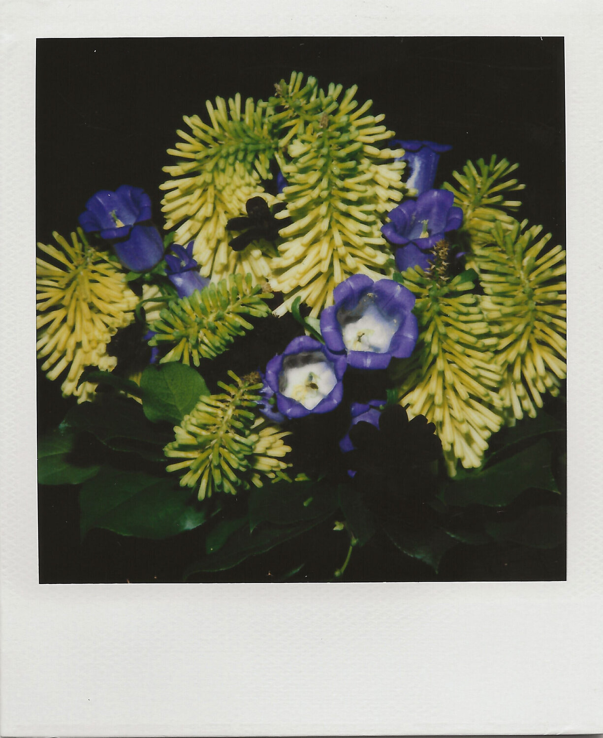 Polaroid Nobuyoshi Araki