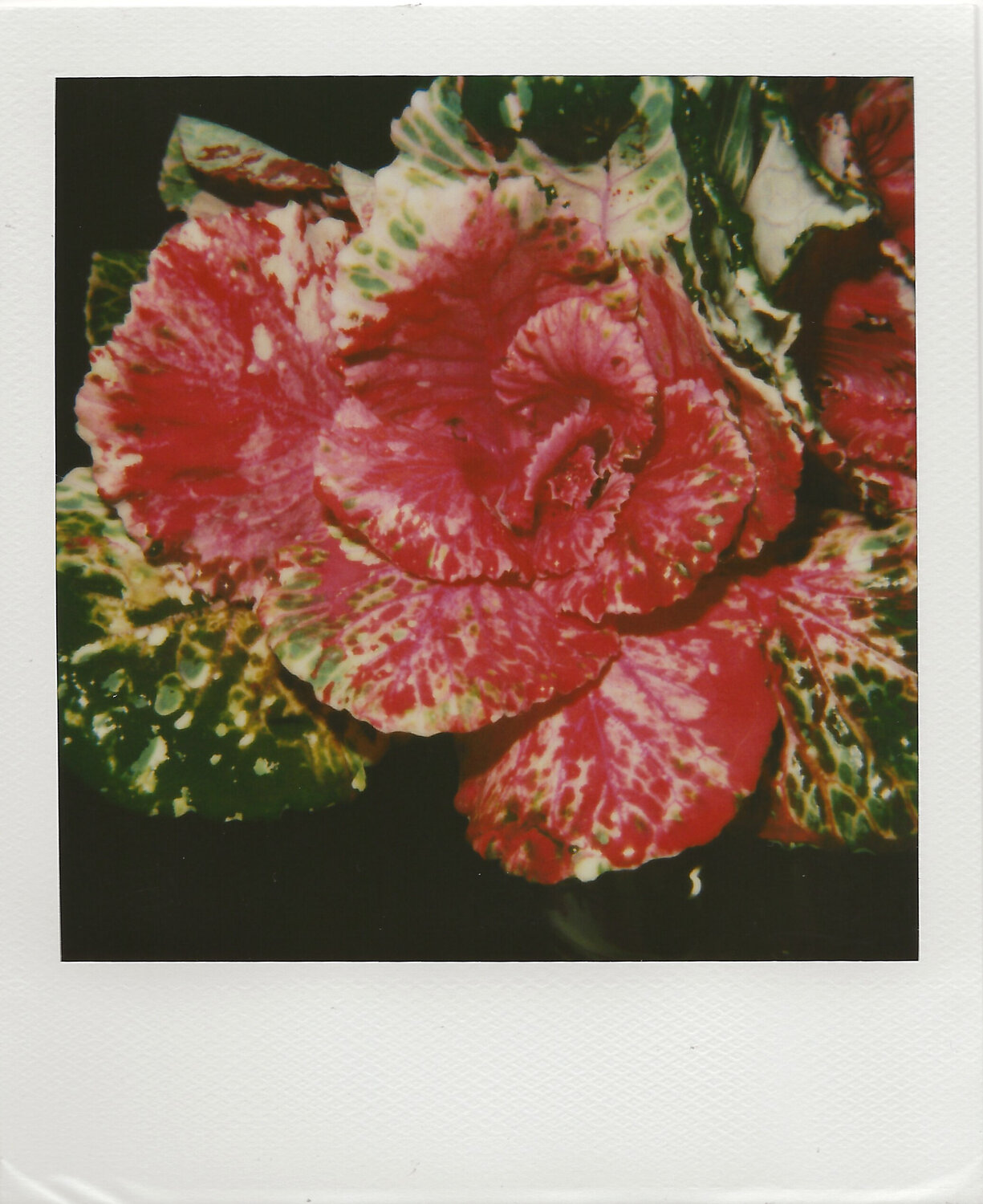 Polaroid Nobuyoshi Araki