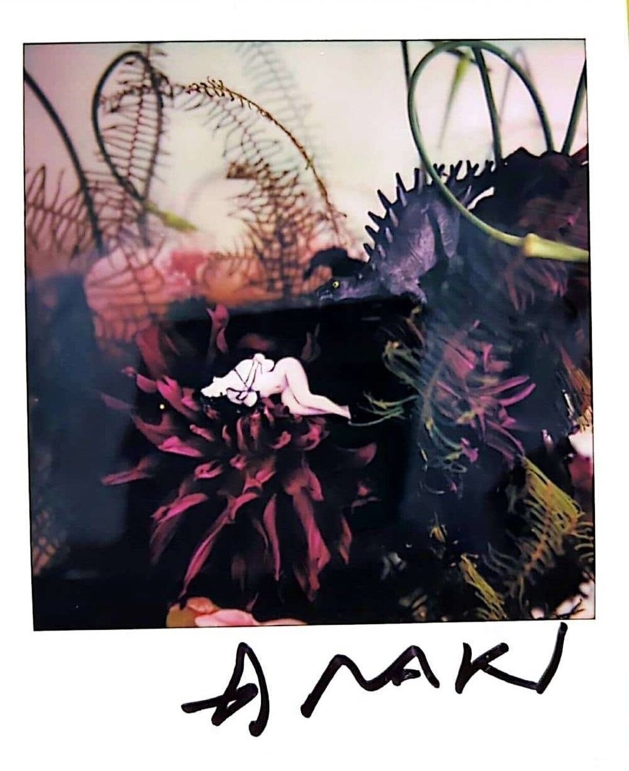 UNTITLED 27 Nobuyoshi Araki