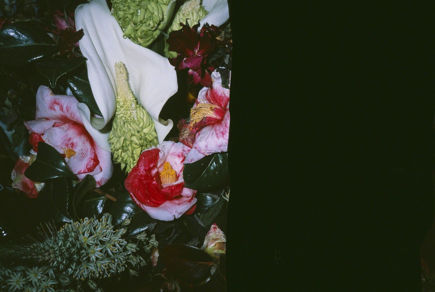 Love on the Left Eye Nobuyoshi Araki