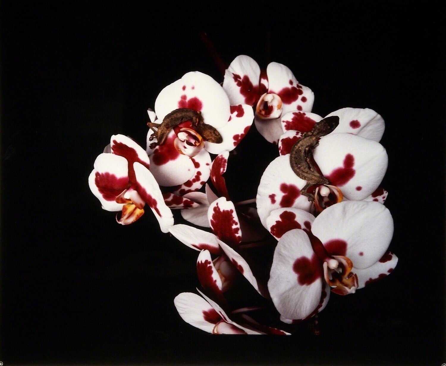 Untitled, from the series »Flowers & Jamorinsky« Nobuyoshi Araki Fotografie zu verkaufen