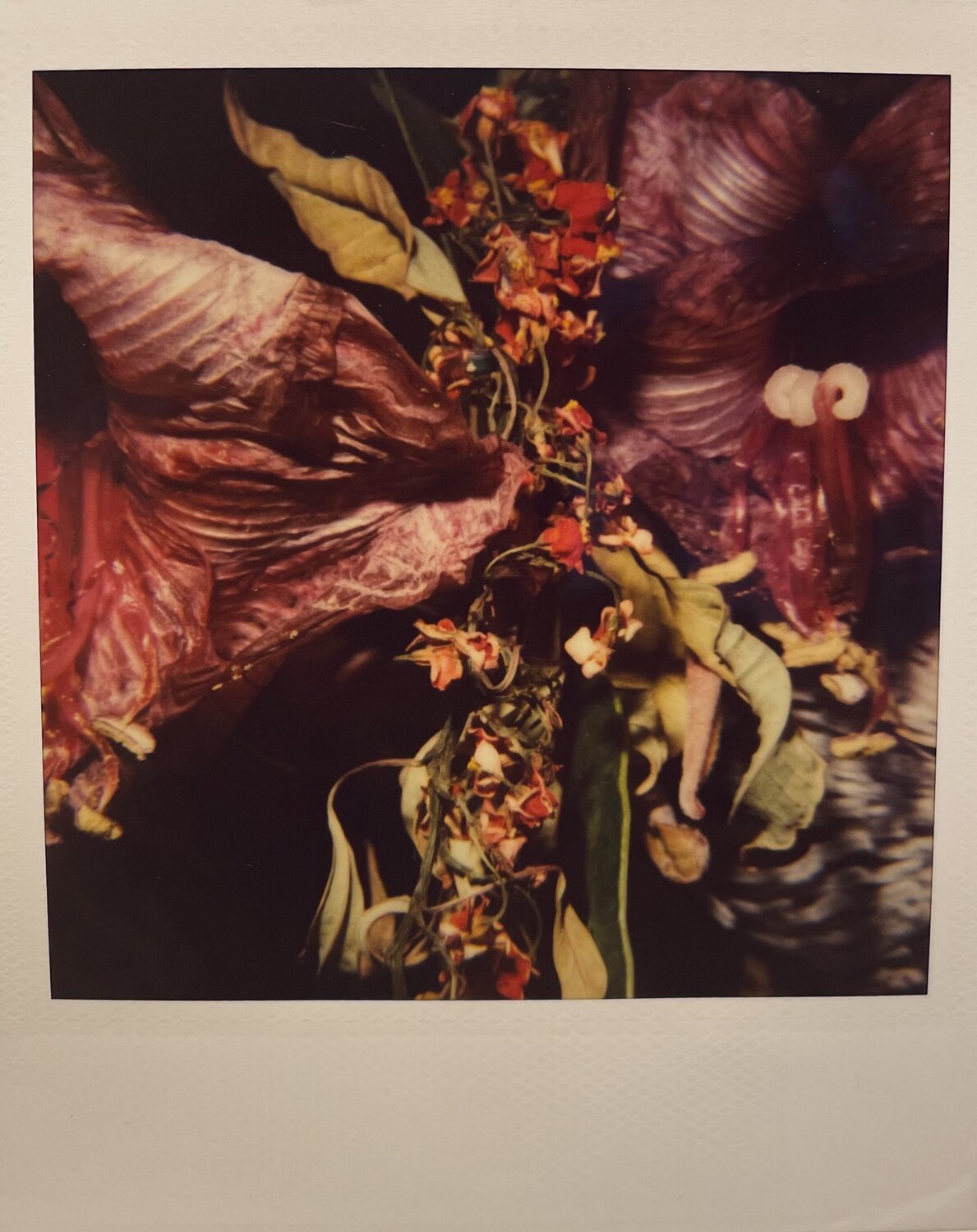Polaroid #16 Nobuyoshi Araki