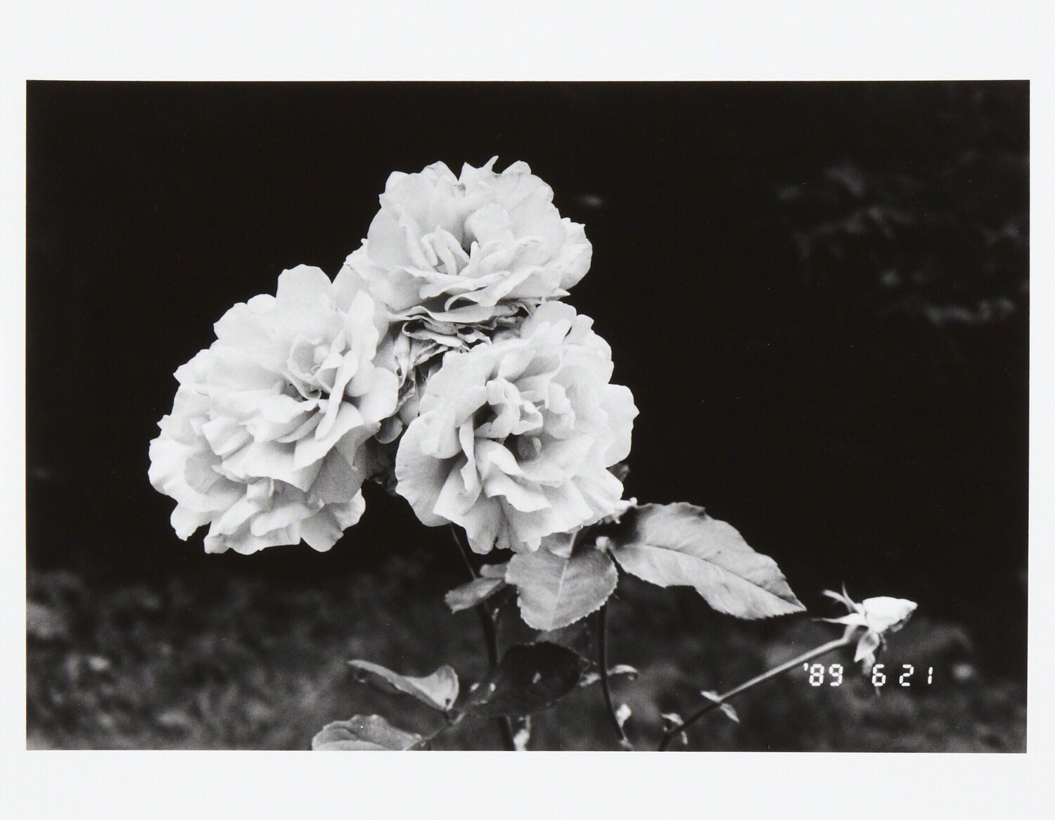 The First Year of Heisei Nobuyoshi Araki Fotografie zu verkaufen