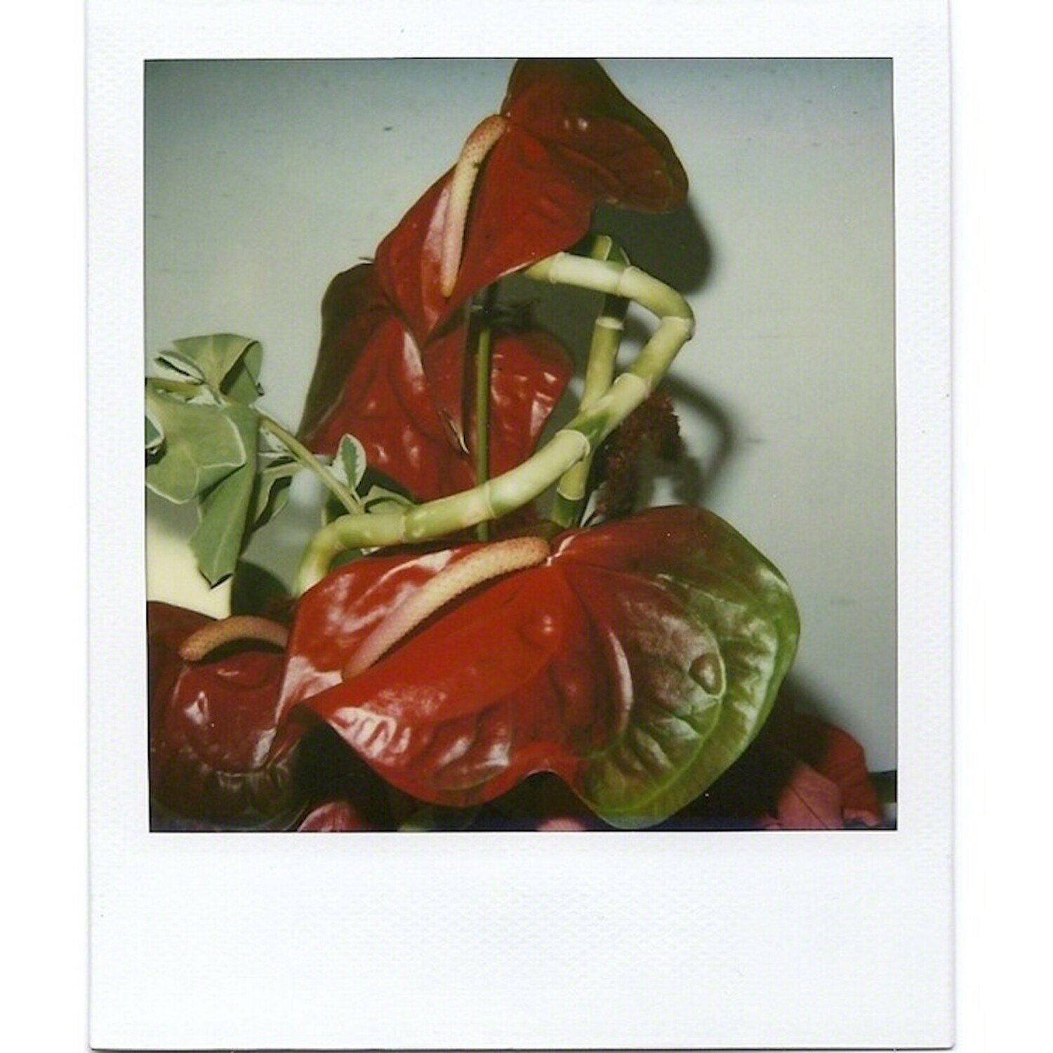 Still Life Nobuyoshi Araki
