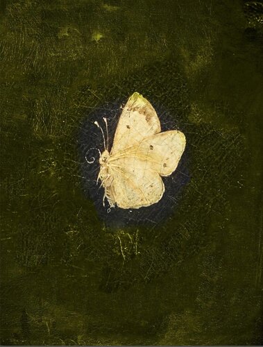 Schmetterling I van Ola Kolehmainen, Fotografie te koop op Singulart