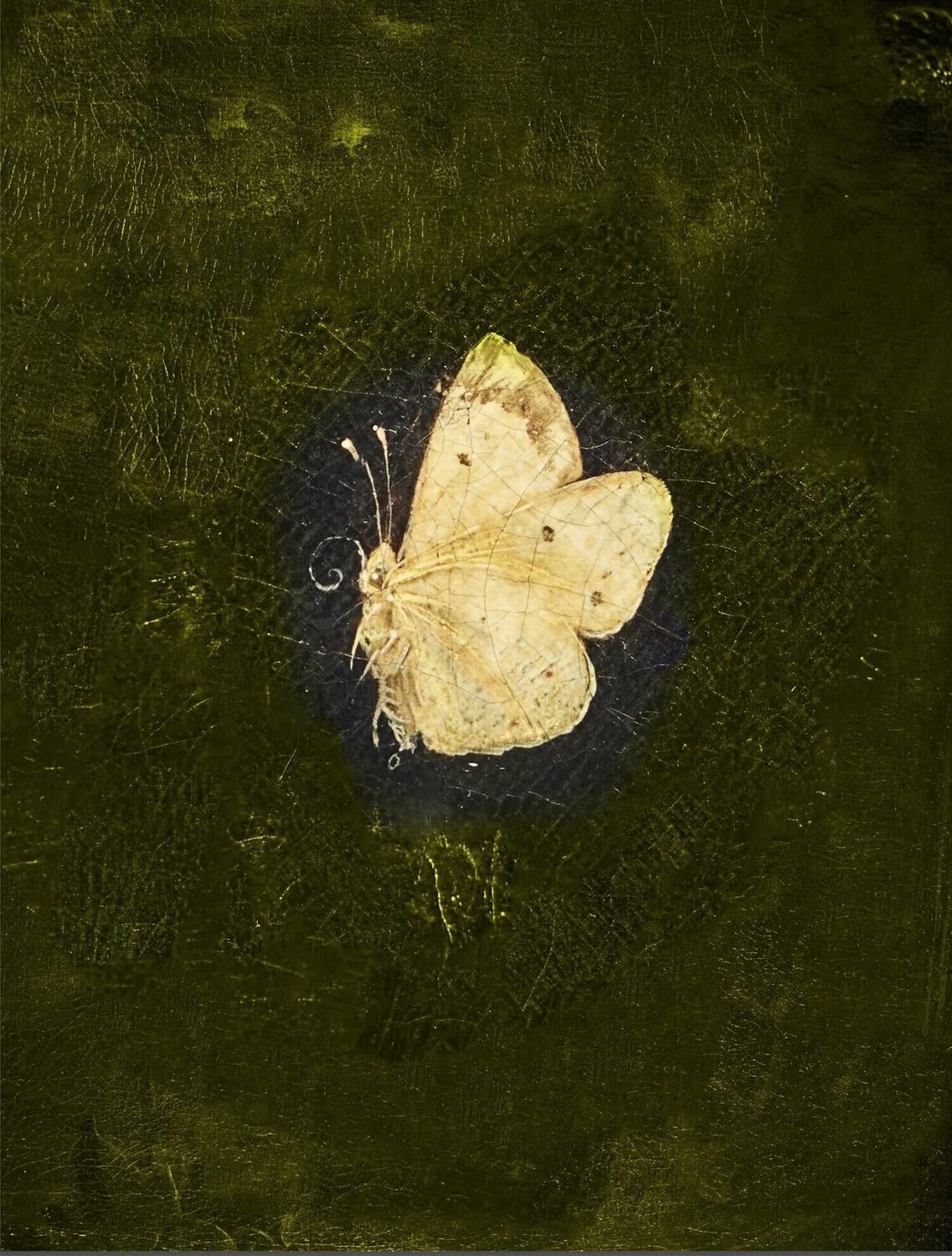 Schmetterling I Ola Kolehmainen Fotografie zu verkaufen