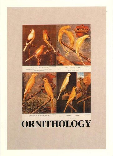 O is for Ornithology van Peter Blake, Afdruk te koop op Singulart
