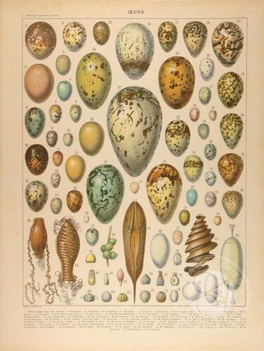 Found Art: Eggs di Peter Blake, Stampa in vendita su Singulart