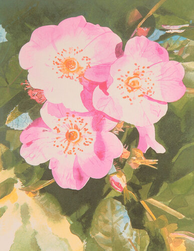 Dog Rose di Peter Blake, Stampa in vendita su Singulart