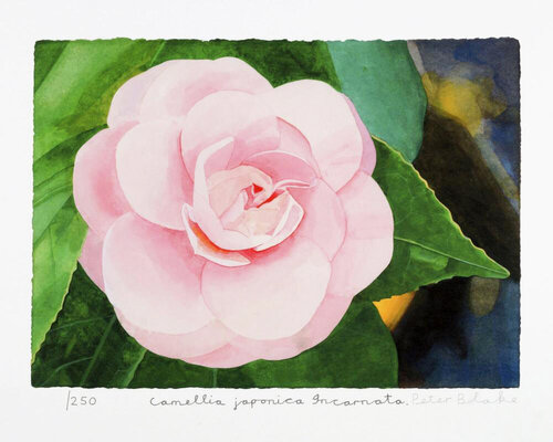 Camellia Japonica Incarnata by Peter Blake, Print for Sale on Singulart