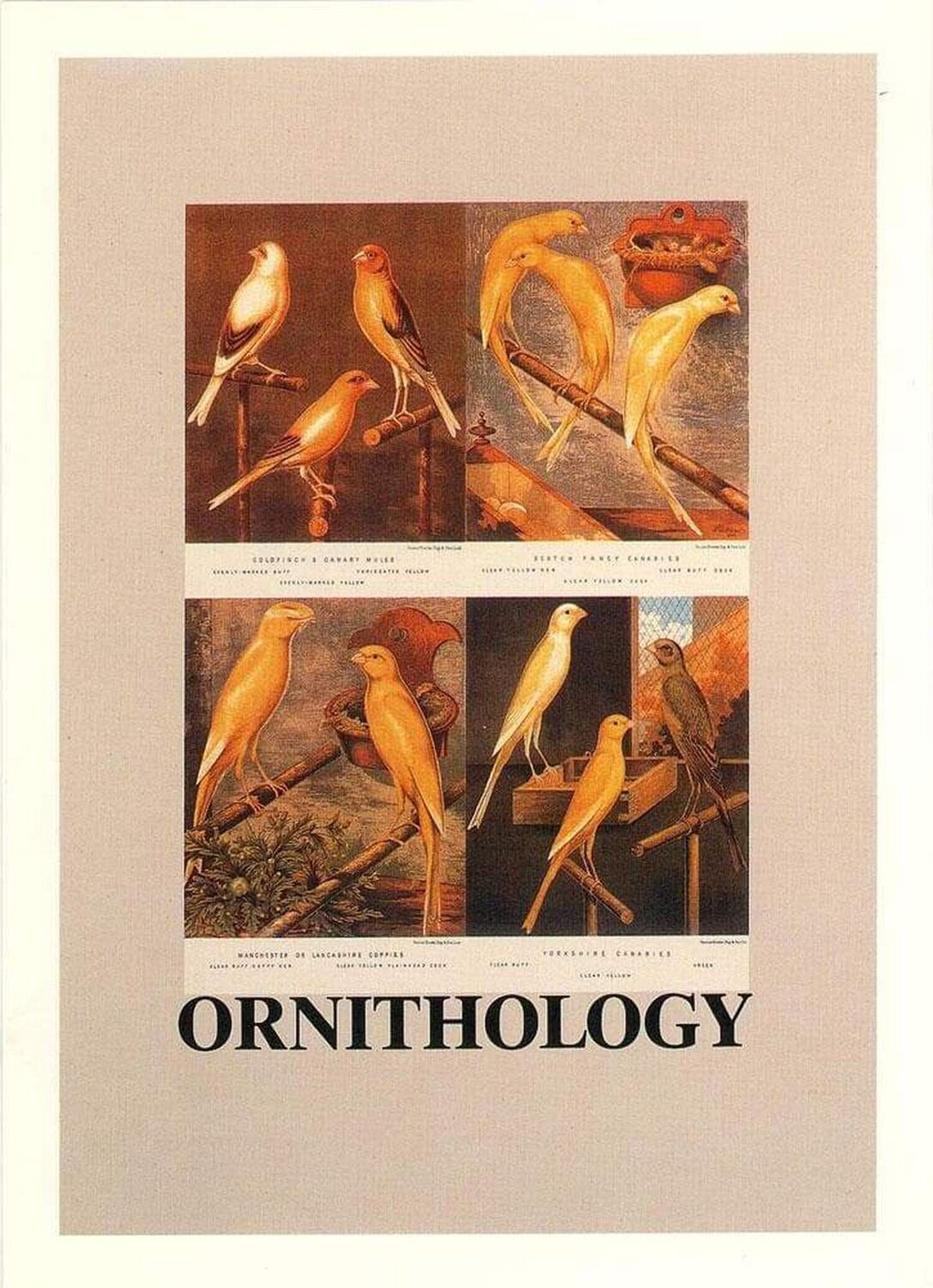 O is for Ornithology Peter Blake Stampa in vendita