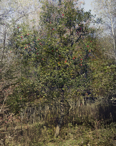 Upstate by Philip-Lorca diCorcia, Photography for Sale on Singulart